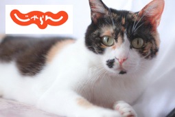 クチコミを見る