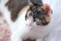 わんこ・にゃんことお泊り旅行